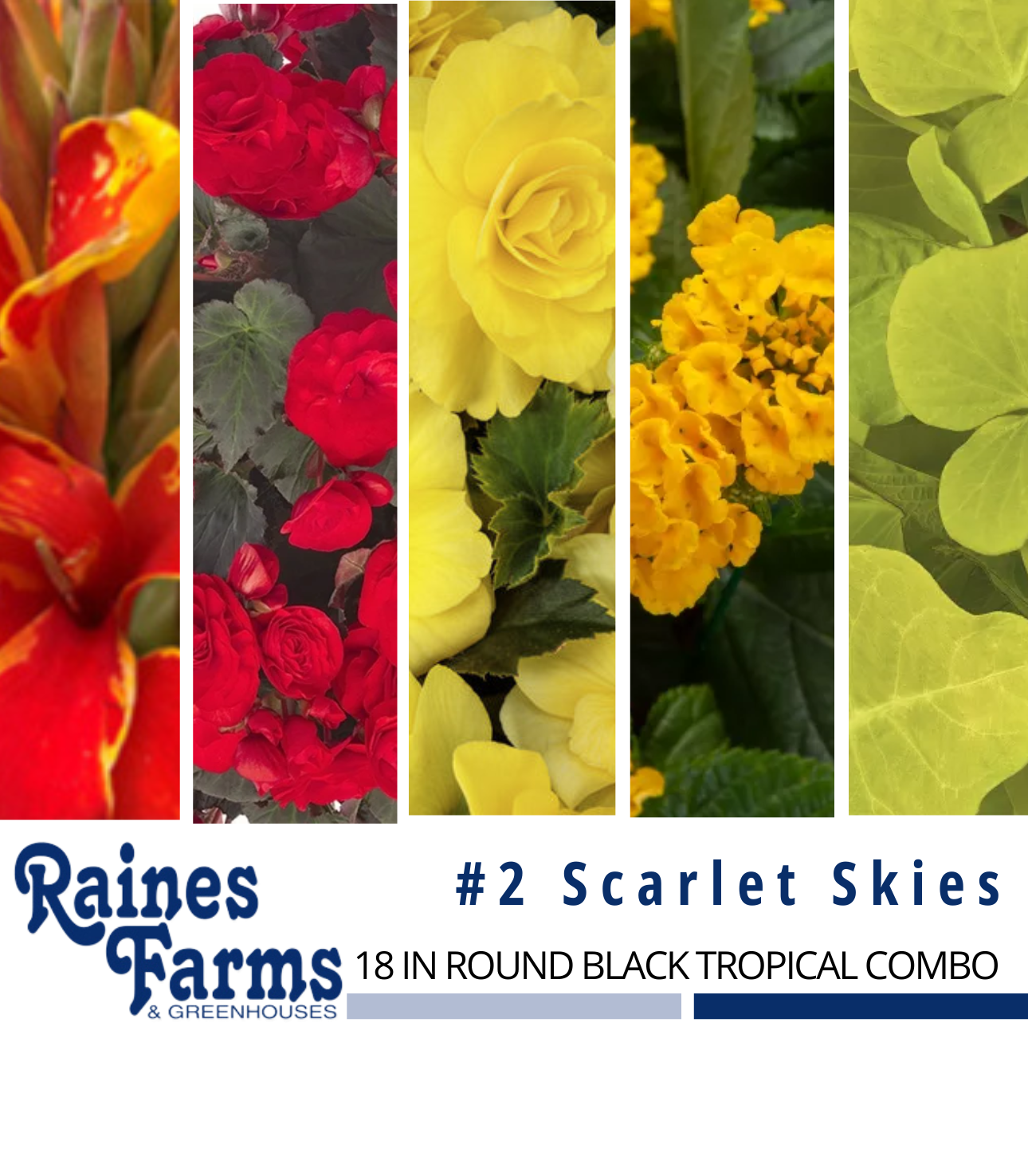 #2: Scarlet Skies 18 Inch Round Black Tropical Combo